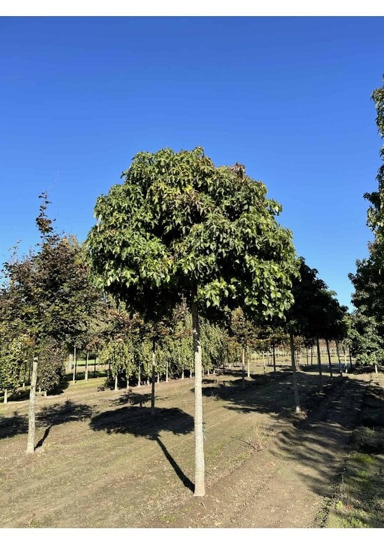 Kugelamberbaum im 4er-Set | Liquidambar styraciflua 'Gumball'