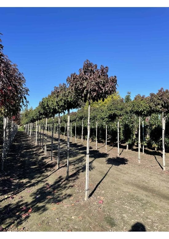 Kugelamberbaum im 4er-Set | Liquidambar styraciflua 'Gumball'