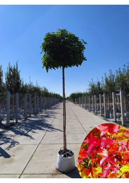 Kugelamberbaum im 4er-Set | Liquidambar styraciflua 'Gumball'