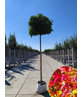 Kugelamberbaum im 4er-Set | Liquidambar styraciflua 'Gumball'