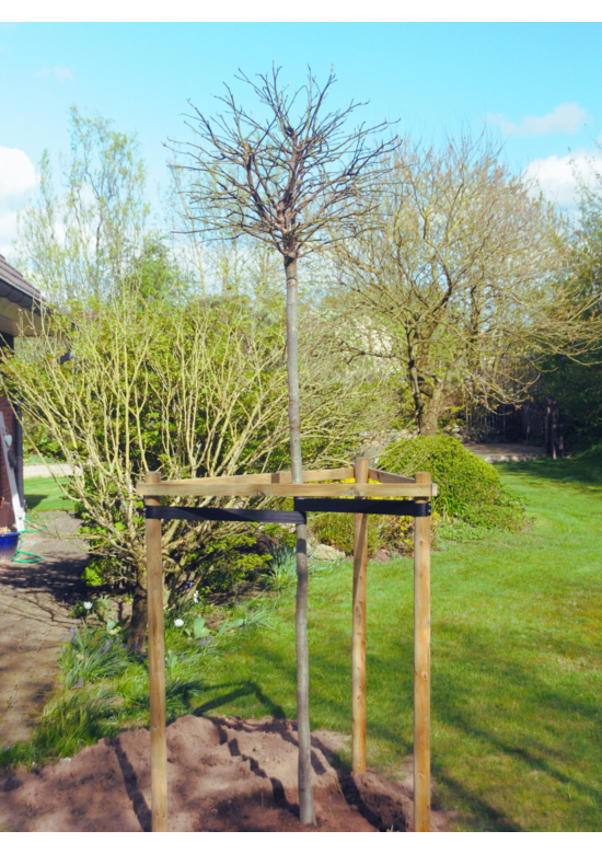 Kugelamberbaum im 4er-Set | Liquidambar styraciflua 'Gumball'