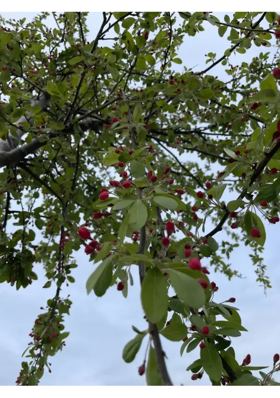 Vielblütiger Zierapfel 'Floribunda' | Malus 'Floribunda'