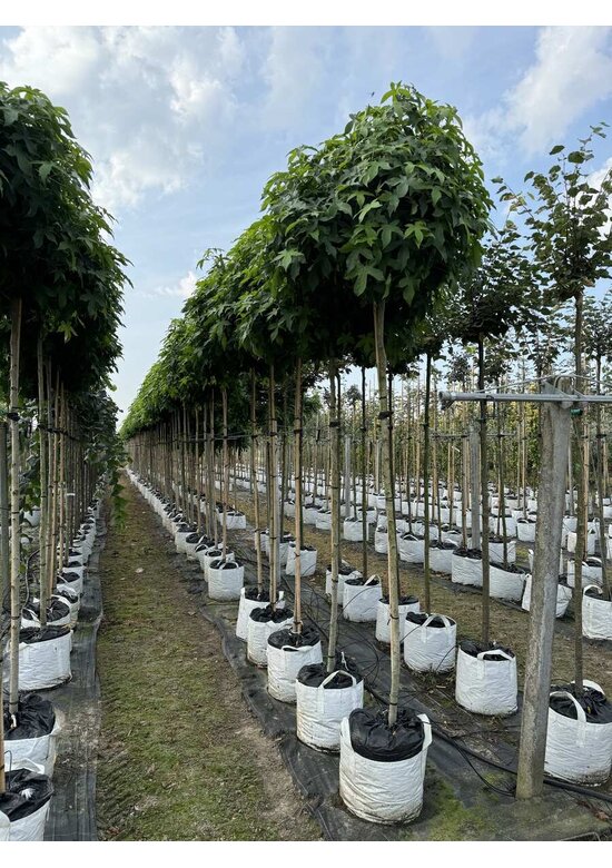 Kugelamberbaum im 4er-Set | Liquidambar styraciflua 'Gumball'