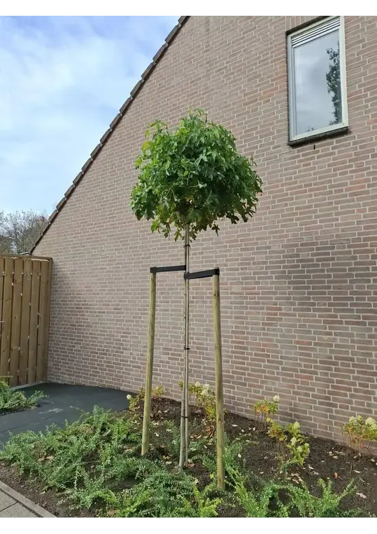 Kugelamberbaum im 4er-Set | Liquidambar styraciflua 'Gumball'