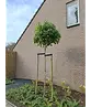 Kugelamberbaum im 4er-Set | Liquidambar styraciflua 'Gumball'