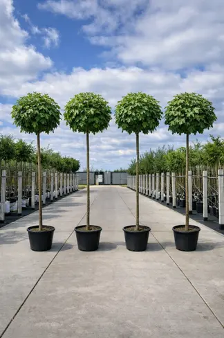 Kugelamberbaum im 4er-Set | Liquidambar styraciflua 'Gumball'