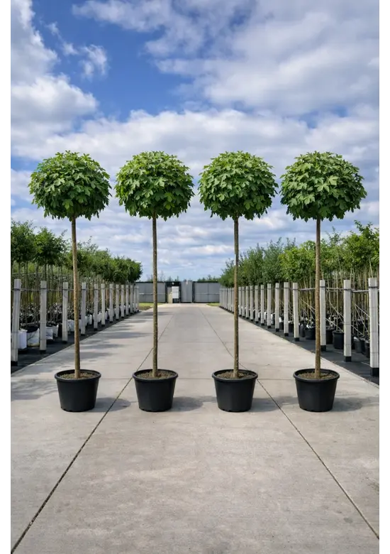 Kugelamberbaum im 4er-Set | Liquidambar styraciflua 'Gumball'