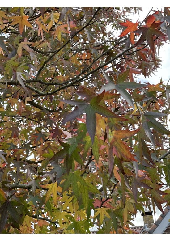 Amberbaum ‘Worplesdon’ SALE | Liquidambar styraciflua ‘Worplesdon’
