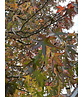 Amberbaum ‘Worplesdon’ SALE | Liquidambar styraciflua ‘Worplesdon’