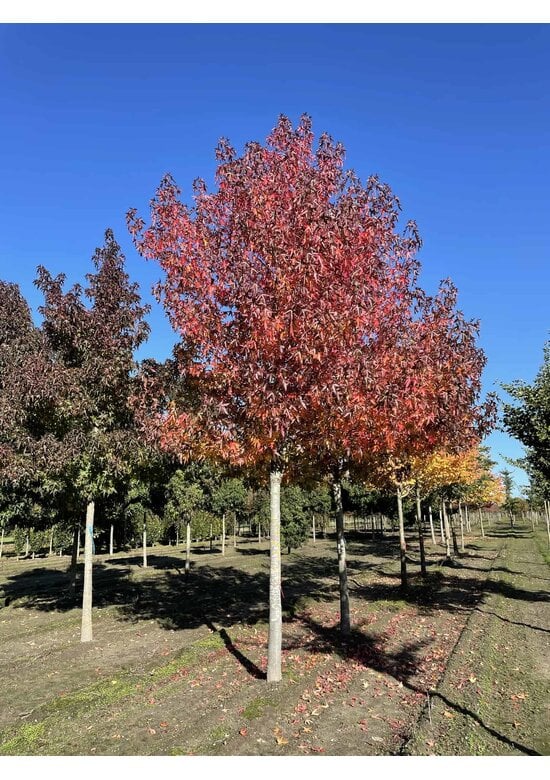 Amberbaum ‘Worplesdon’ | Liquidambar styraciflua ‘Worplesdon’ – im Angebot