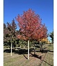 Amberbaum ‘Worplesdon’ | Liquidambar styraciflua ‘Worplesdon’ – im Angebot