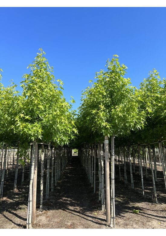 Amberbaum ‘Worplesdon’ | Liquidambar styraciflua ‘Worplesdon’ – im Angebot