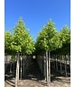 Amberbaum ‘Worplesdon’ | Liquidambar styraciflua ‘Worplesdon’ – im Angebot