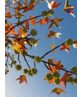 Amberbaum ‘Worplesdon’ SALE | Liquidambar styraciflua ‘Worplesdon’