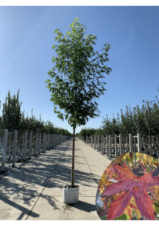 Amberbaum ‘Worplesdon’ | Liquidambar styraciflua ‘Worplesdon’ – im Angebot
