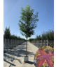 Amberbaum ‘Worplesdon’ SALE | Liquidambar styraciflua ‘Worplesdon’