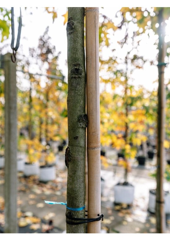 Amberbaum ‘Worplesdon’ | Liquidambar styraciflua ‘Worplesdon’ – im Angebot