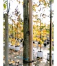 Amberbaum ‘Worplesdon’ SALE | Liquidambar styraciflua ‘Worplesdon’