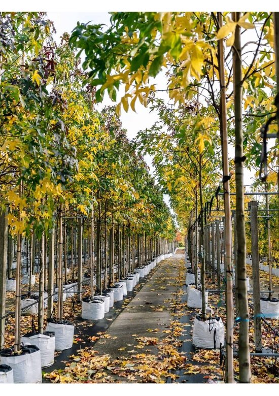 Amberbaum ‘Worplesdon’ SALE | Liquidambar styraciflua ‘Worplesdon’