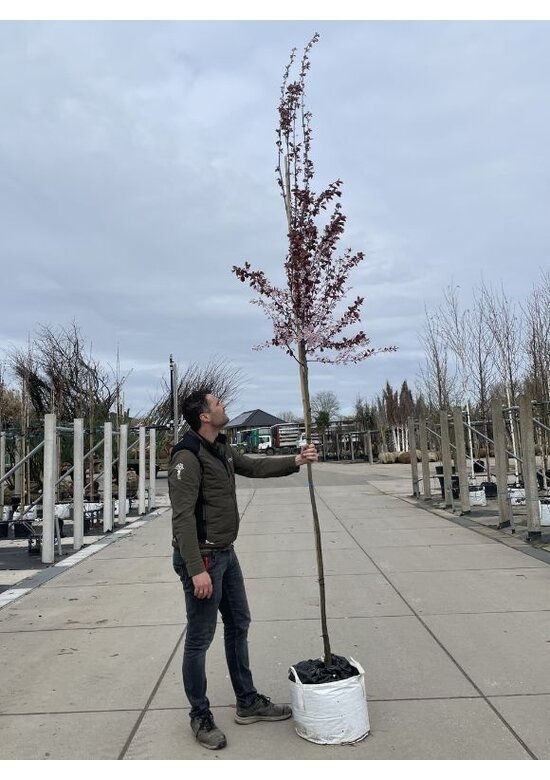 Blutpflaume Baum | Prunus cerasifera 'Nigra'