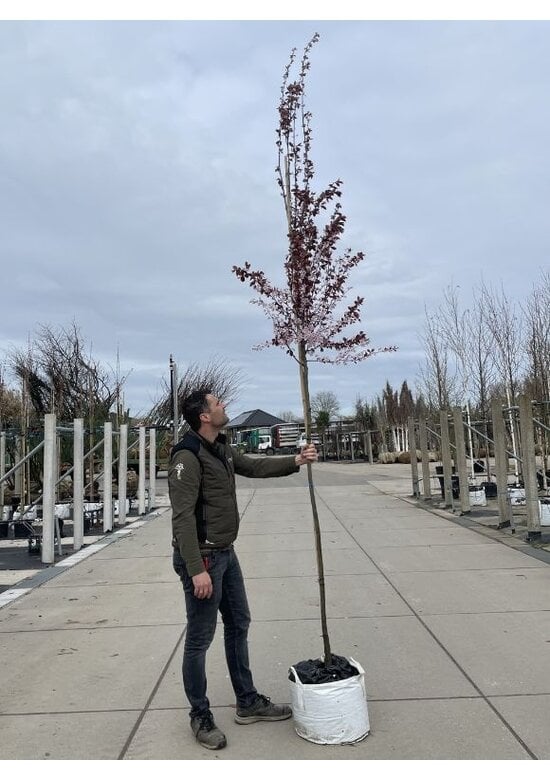 Blutpflaume Baum | Prunus cerasifera 'Nigra'