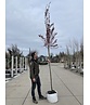 Blutpflaume Baum | Prunus cerasifera 'Nigra'