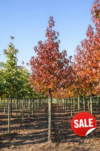 Amberbaum ‘Worplesdon’ SALE | Liquidambar styraciflua ‘Worplesdon’