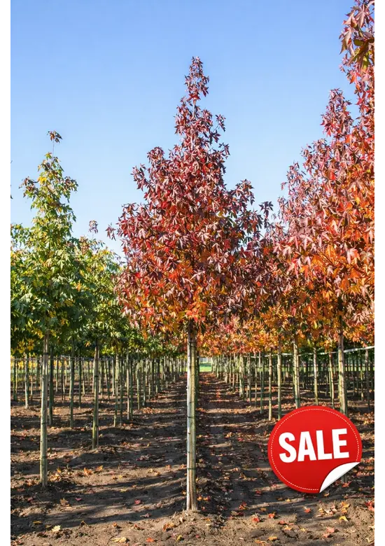 Amberbaum ‘Worplesdon’ SALE | Liquidambar styraciflua ‘Worplesdon’