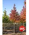 Amberbaum ‘Worplesdon’ SALE | Liquidambar styraciflua ‘Worplesdon’