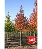 Amberbaum ‘Worplesdon’ | Liquidambar styraciflua ‘Worplesdon’ – im Angebot