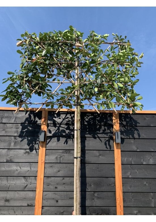 Glanzmispel Spalierbaum im 3er-Set | Photinia fraseri 'Red Robin'