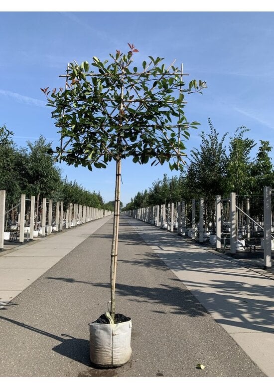 Glanzmispel Spalierbaum im 3er-Set | Photinia fraseri 'Red Robin'