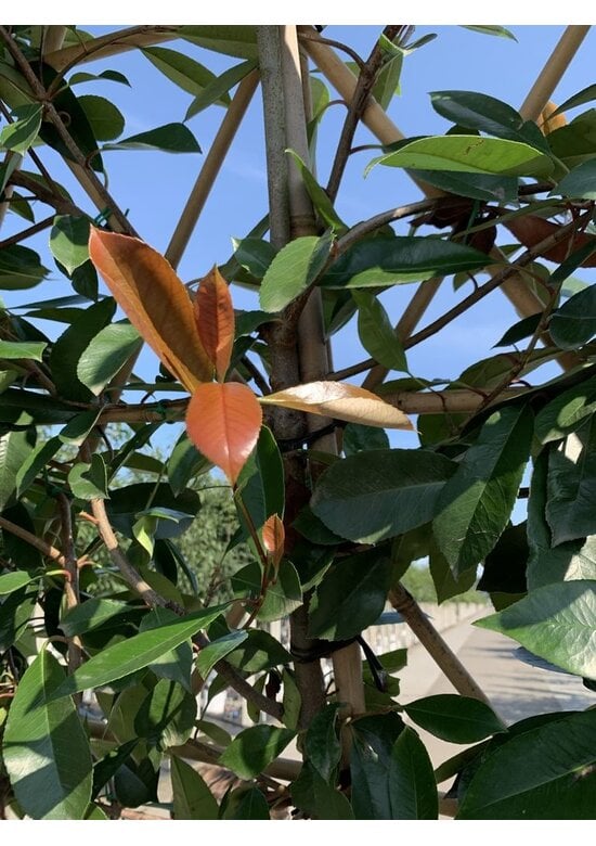 Glanzmispel Spalierbaum im 3er-Set | Photinia fraseri 'Red Robin'