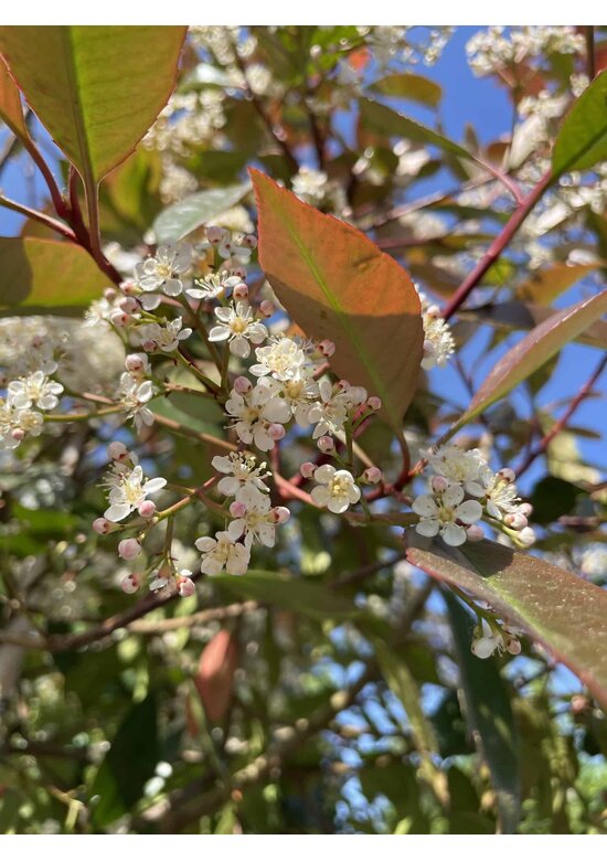 Glanzmispel Spalierbaum im 3er-Set | Photinia fraseri 'Red Robin'