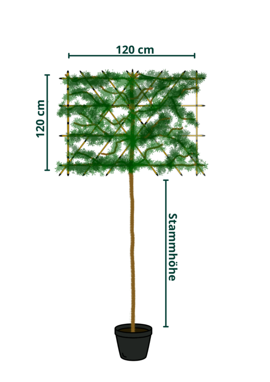 Glanzmispel Spalierbaum im 3er-Set | Photinia fraseri 'Red Robin'