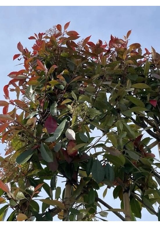 Glanzmispel Spalierbaum im 3er-Set | Photinia fraseri 'Red Robin'