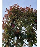 Glanzmispel Spalierbaum im 3er-Set | Photinia fraseri 'Red Robin'
