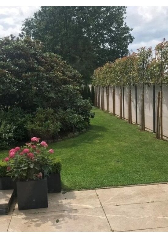 Glanzmispel Spalierbaum im 3er-Set | Photinia fraseri 'Red Robin'