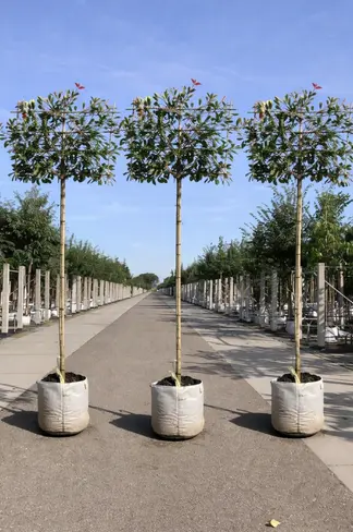 Glanzmispel Spalierbaum im 3er-Set | Photinia fraseri 'Red Robin'