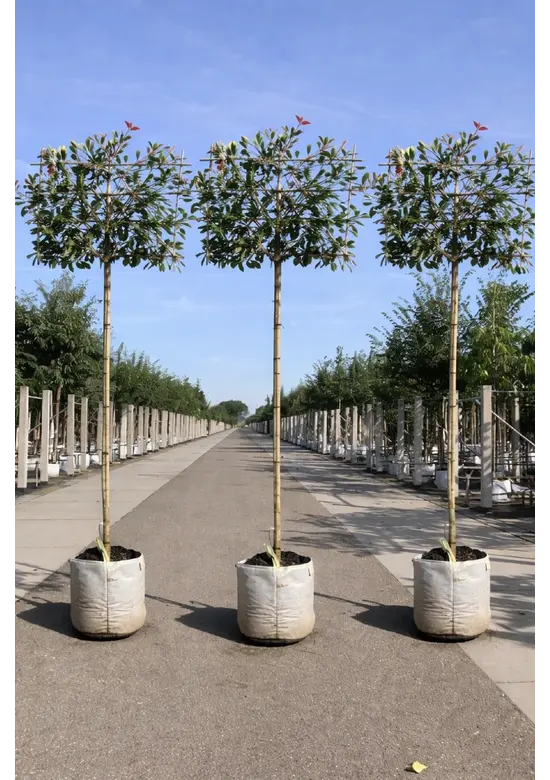 Glanzmispel Spalierbaum im 3er-Set | Photinia fraseri 'Red Robin'