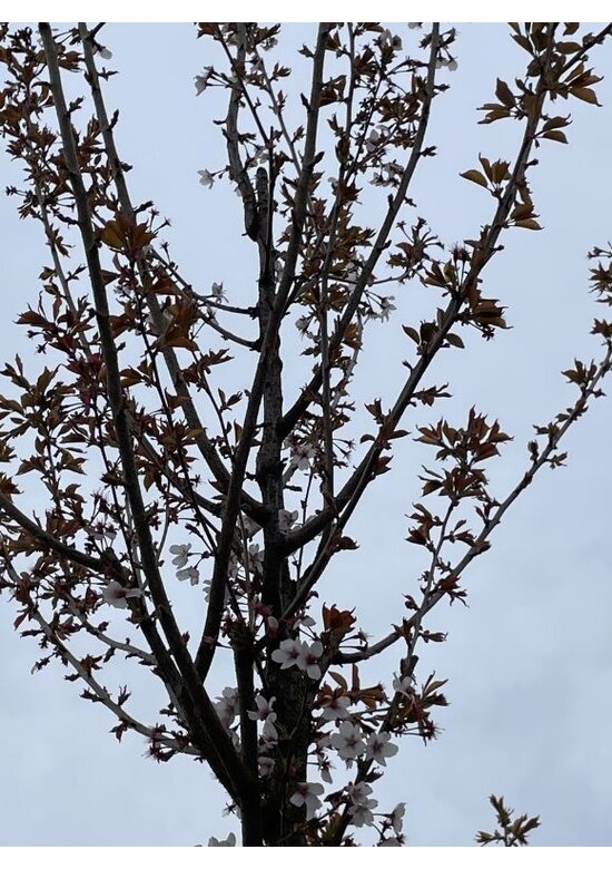 Säulenkirsche - Schlanke Blütenkirsche 'Spire' | Prunus hillieri 'Spire'