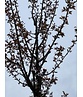 Säulenkirsche - Schlanke Blütenkirsche 'Spire' | Prunus hillieri 'Spire'