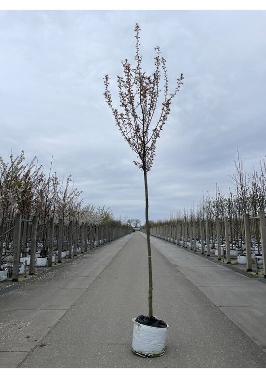 Säulenkirsche - Schlanke Blütenkirsche 'Spire' | Prunus hillieri 'Spire'
