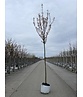 Säulenkirsche - Schlanke Blütenkirsche 'Spire' | Prunus hillieri 'Spire'