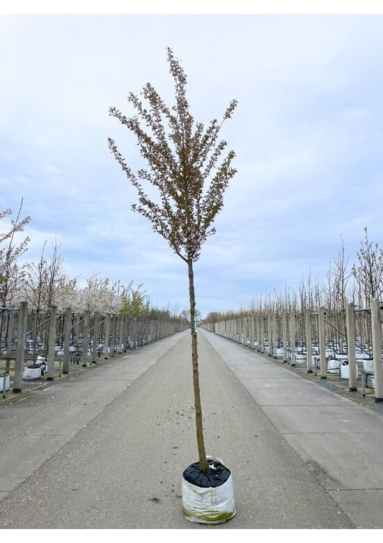 Frühlingskirsche - Zierkirsche 'Pandora' | Prunus 'Pandora'