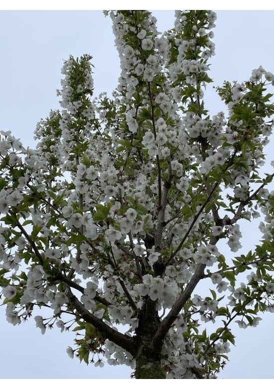 Zierkirsche 'Umineko' | Prunus 'Umineko'