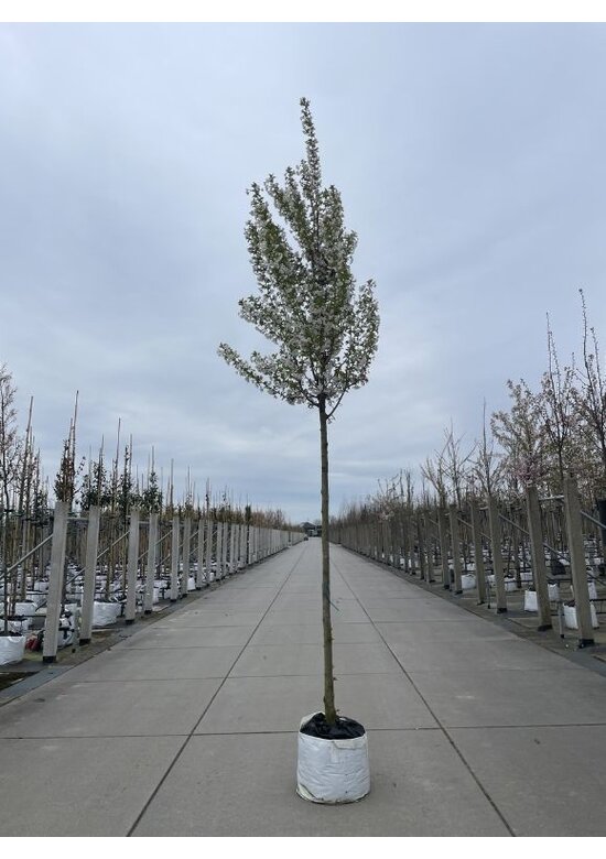 Zierkirsche 'Umineko' | Prunus 'Umineko'