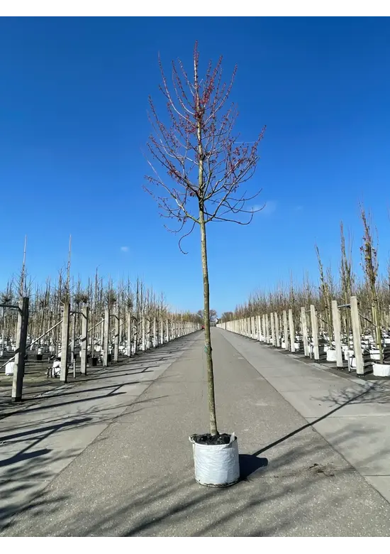 Rotahorn 'October Glory' | Acer rubrum 'October Glory'