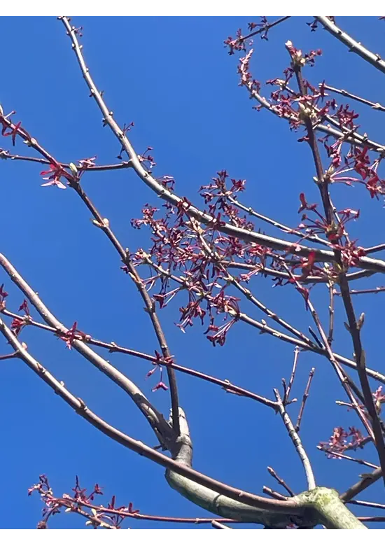 Rotahorn 'October Glory' | Acer rubrum 'October Glory'