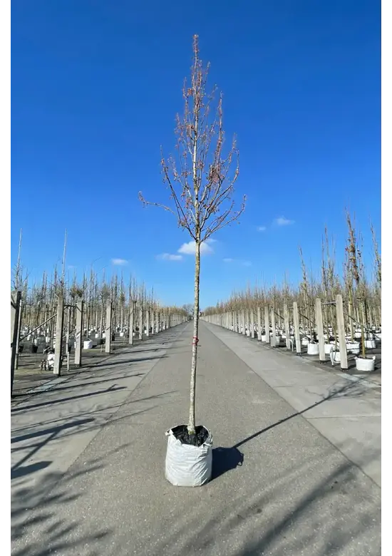 Säulen-Rotahorn 'Scanlon' | Acer rubrum 'Scanlon'